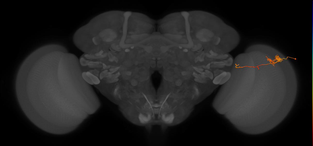 TmY10_R (JRC_OpticLobe:94070)