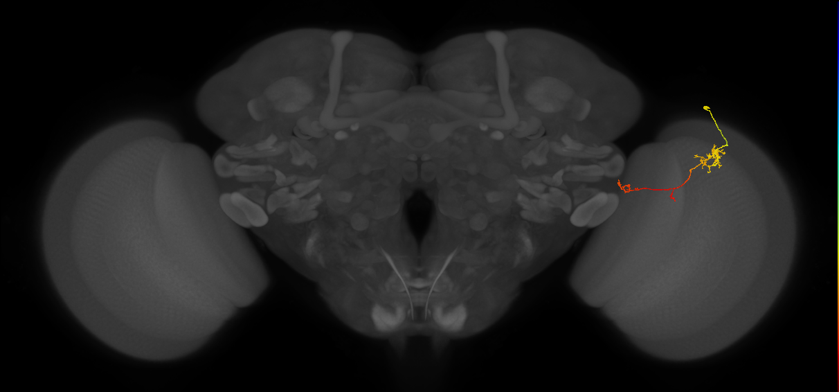 TmY10_R (JRC_OpticLobe:110415)