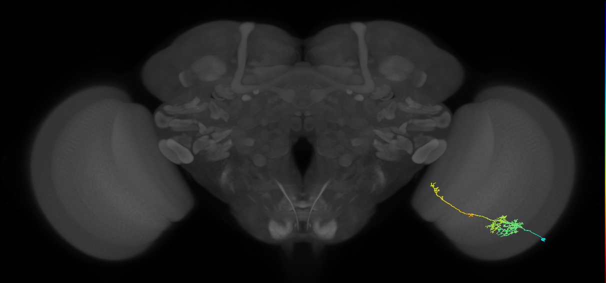 TmY10_R (JRC_OpticLobe:55122)