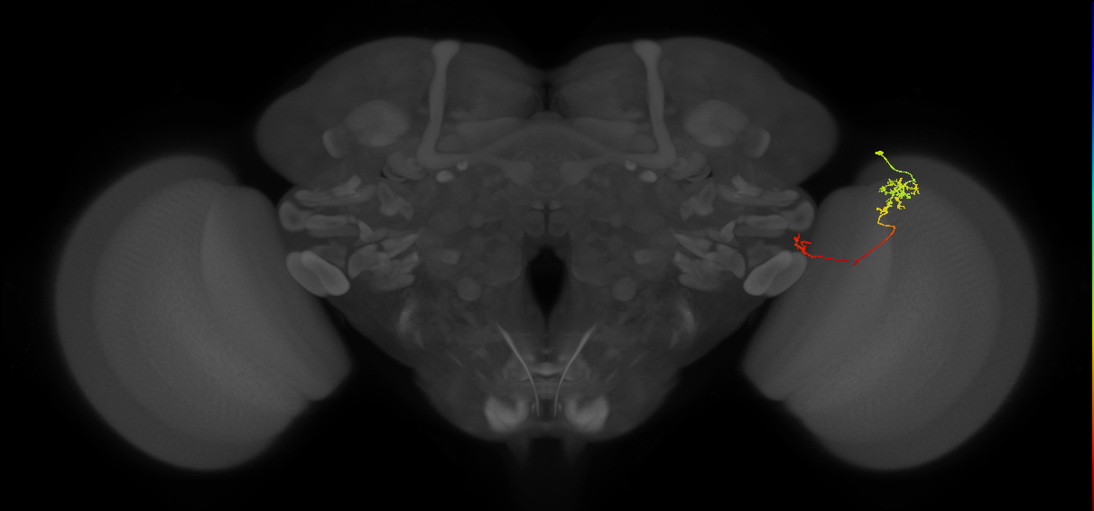TmY10_R (JRC_OpticLobe:118255)