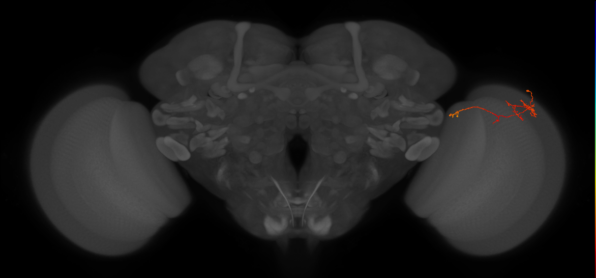 TmY10_R (JRC_OpticLobe:112813)