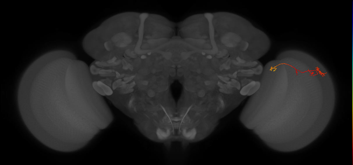 TmY10_R (JRC_OpticLobe:118680)