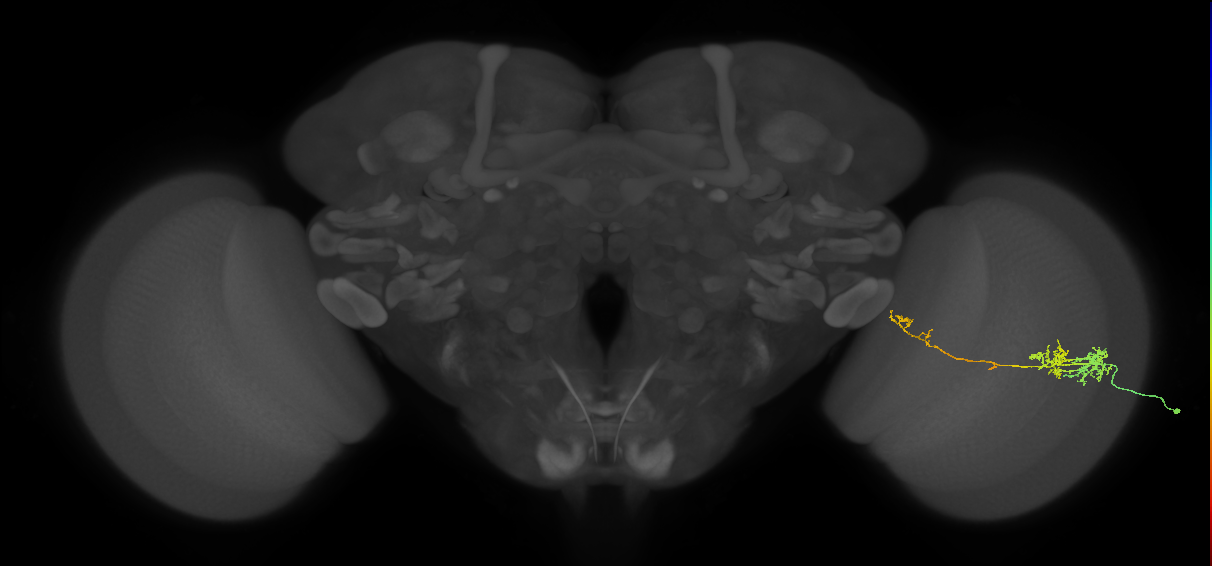 TmY10_R (JRC_OpticLobe:69236)