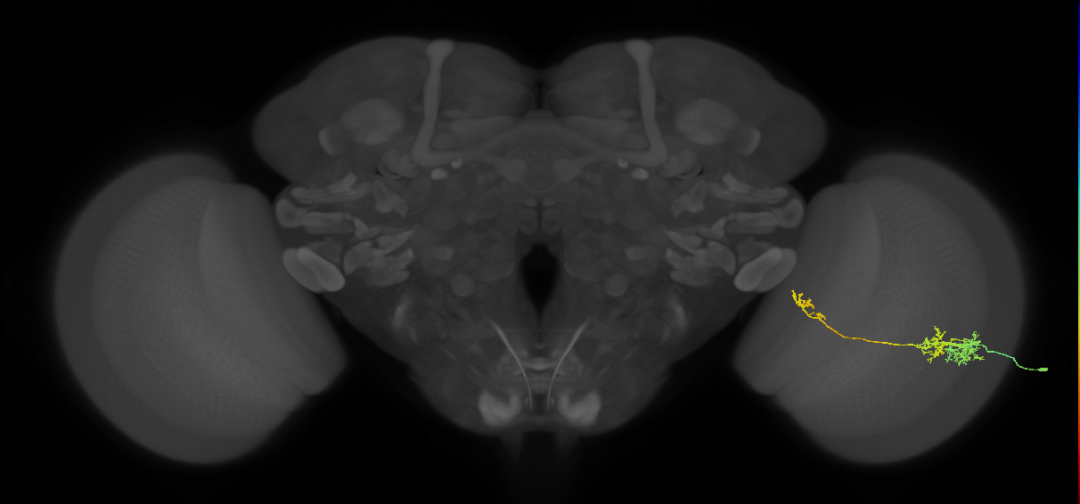 TmY10_R (JRC_OpticLobe:47625)