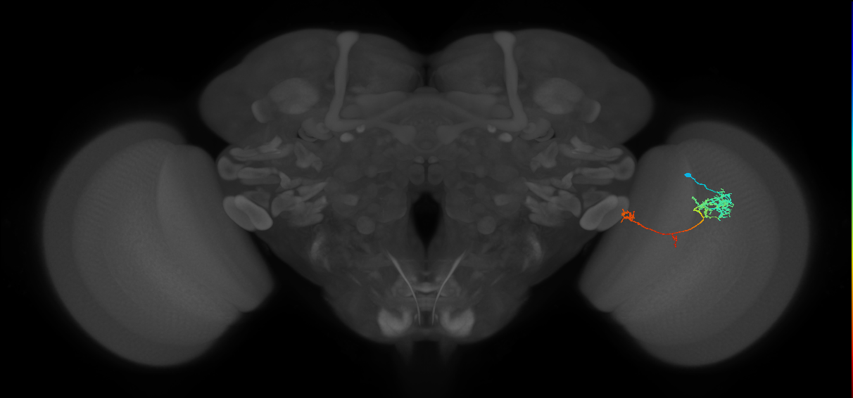 TmY10_R (JRC_OpticLobe:68986)