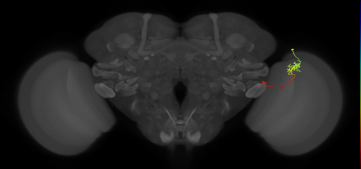 TmY10_R (JRC_OpticLobe:99971)