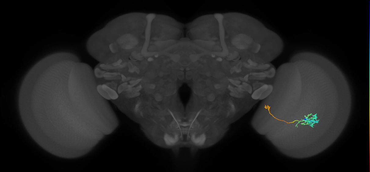 TmY10_R (JRC_OpticLobe:57411)