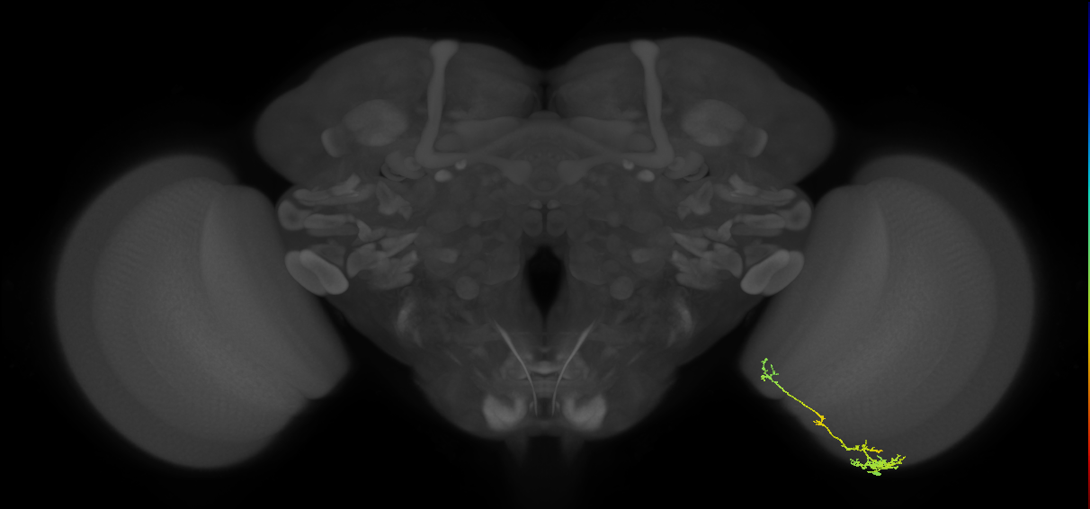 TmY10_R (JRC_OpticLobe:81921)