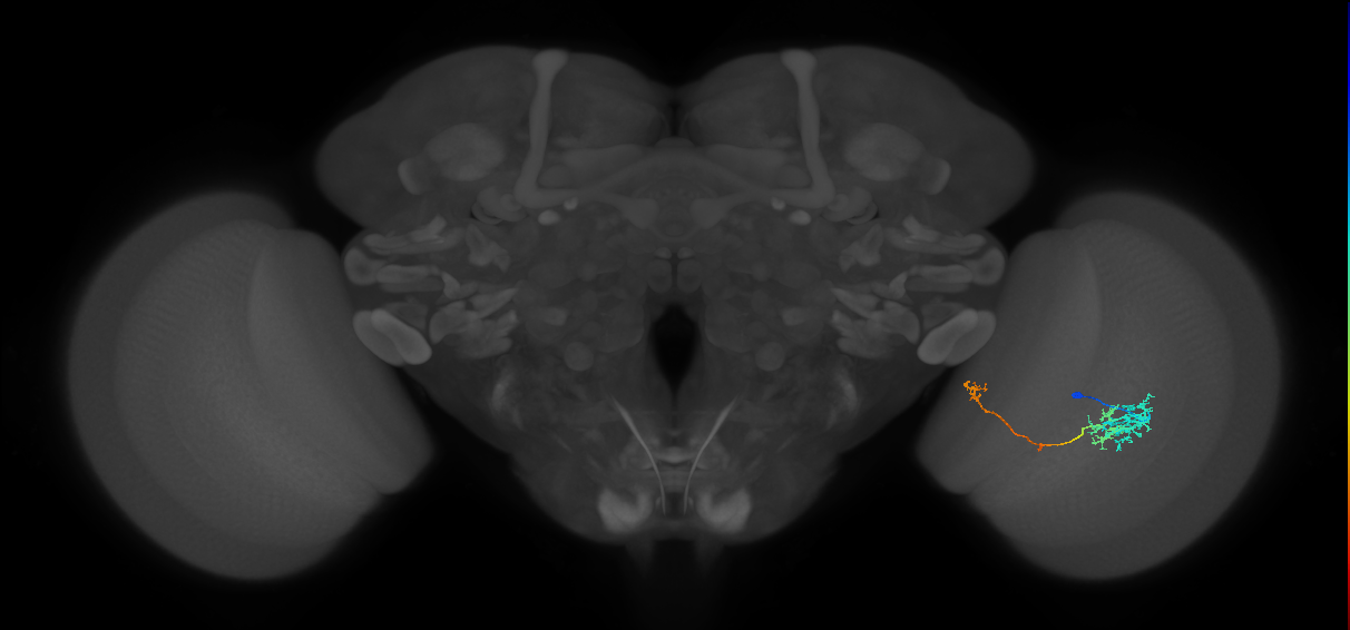 TmY10_R (JRC_OpticLobe:57471)