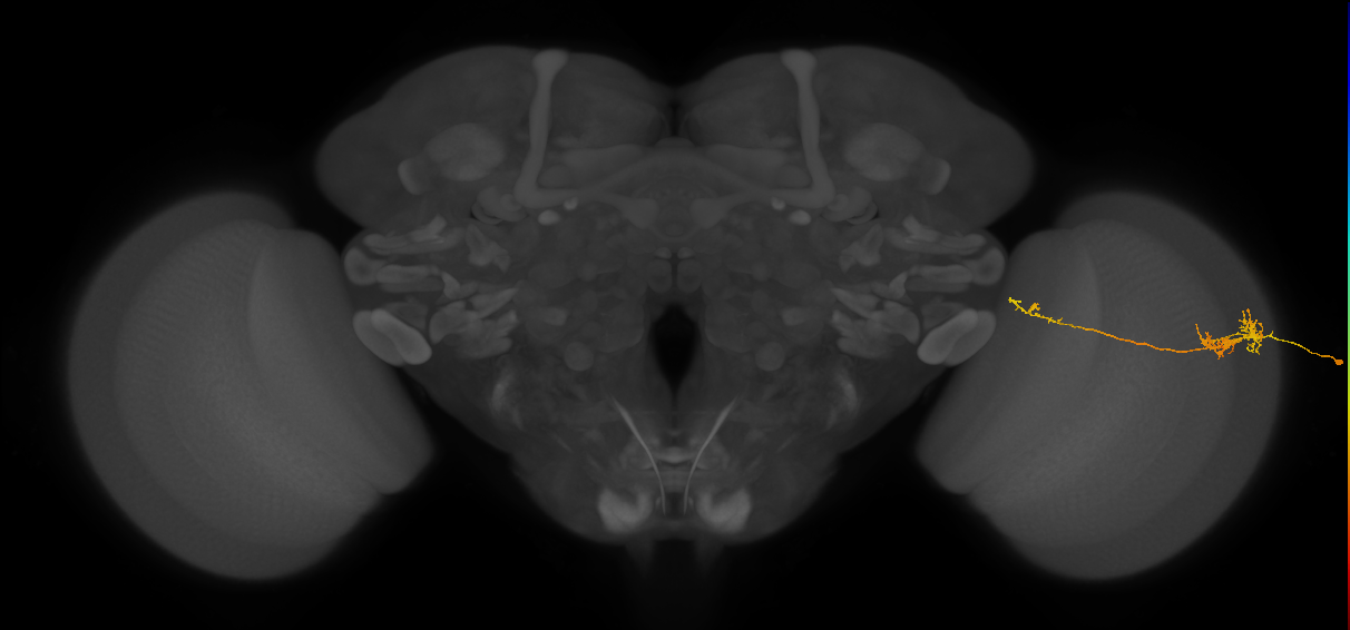 TmY10_R (JRC_OpticLobe:70971)