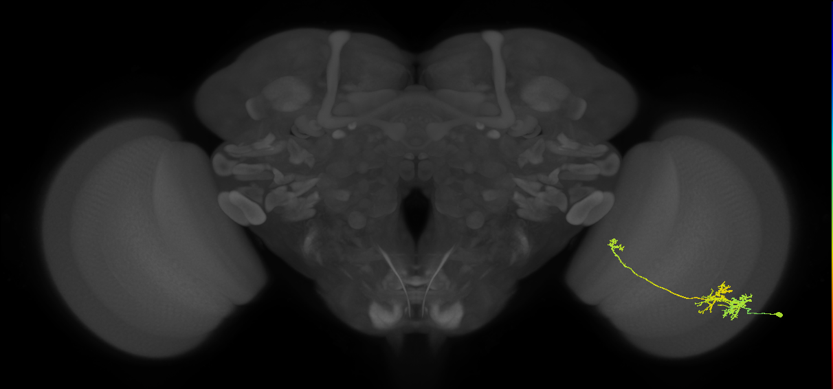 TmY10_R (JRC_OpticLobe:38031)