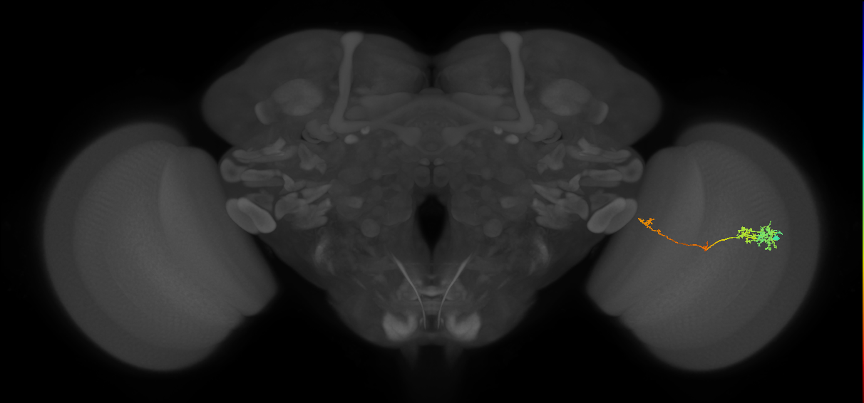 TmY10_R (JRC_OpticLobe:67423)