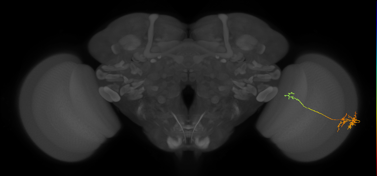 TmY10_R (JRC_OpticLobe:62506)