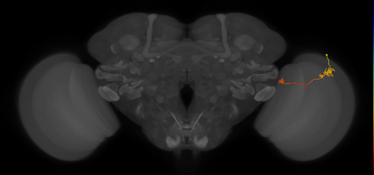 TmY10_R (JRC_OpticLobe:106527)