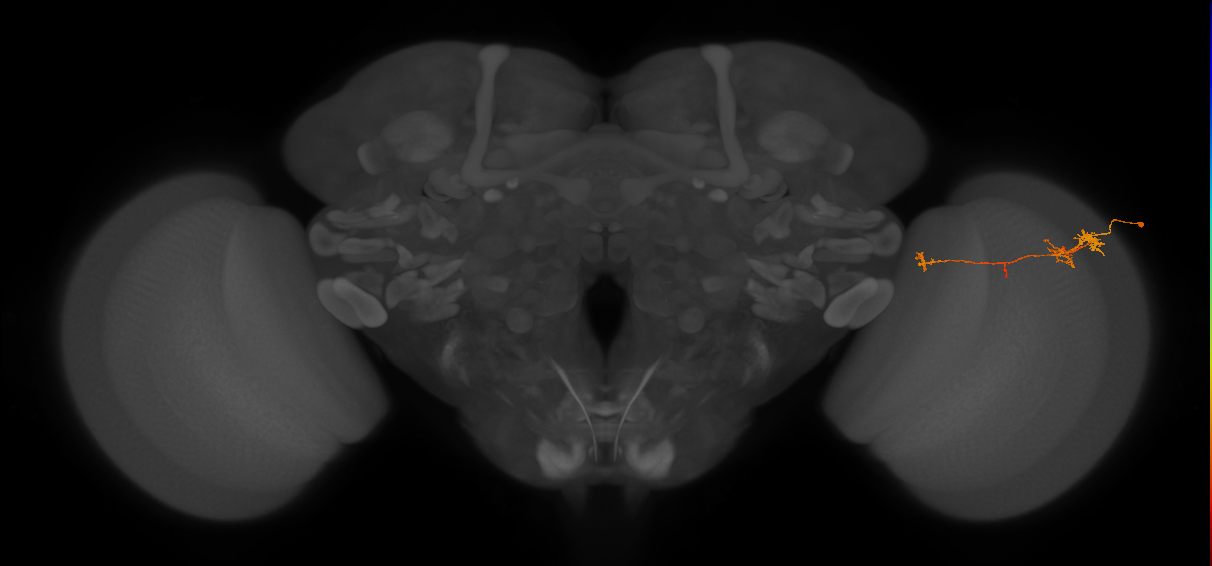 TmY10_R (JRC_OpticLobe:103993)