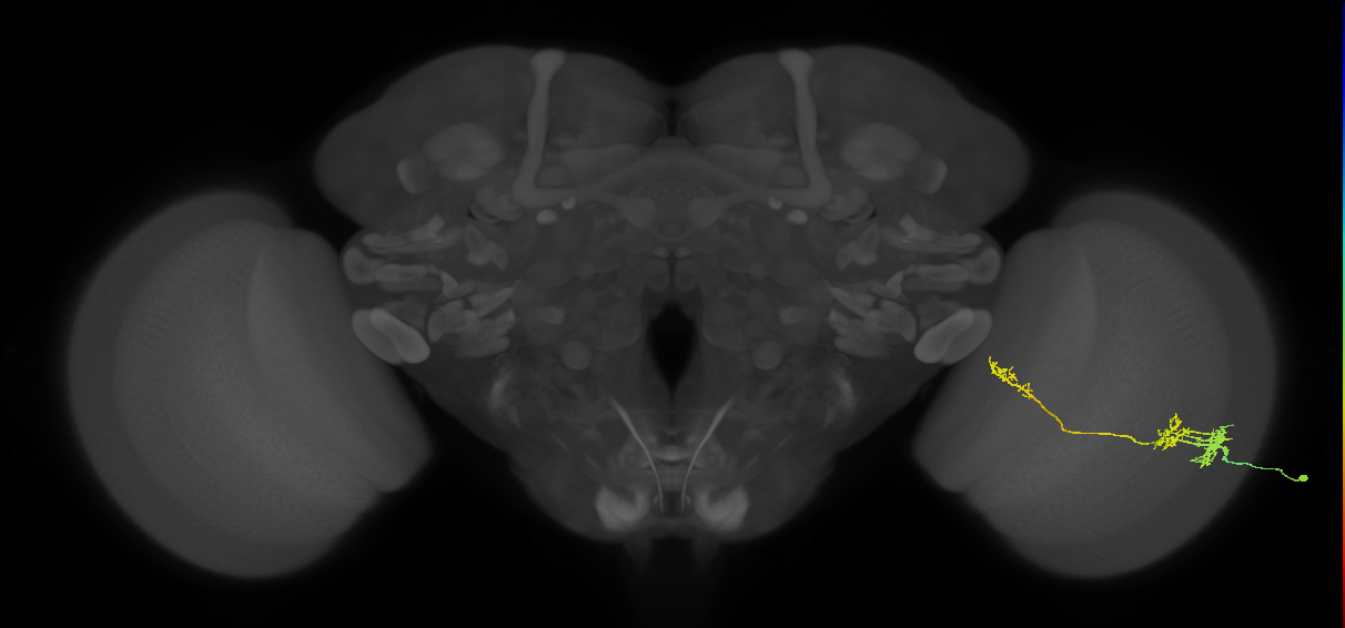 TmY10_R (JRC_OpticLobe:44942)
