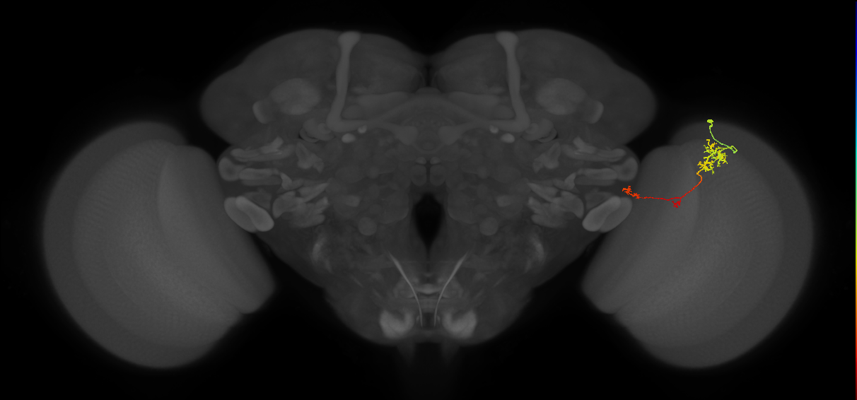TmY10_R (JRC_OpticLobe:93121)