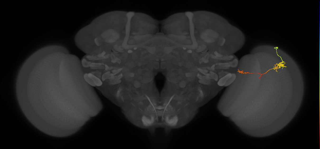TmY10_R (JRC_OpticLobe:62655)