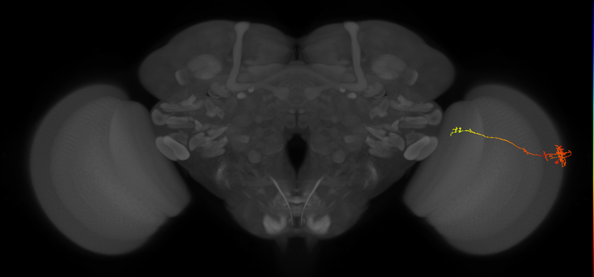 TmY10_R (JRC_OpticLobe:90786)