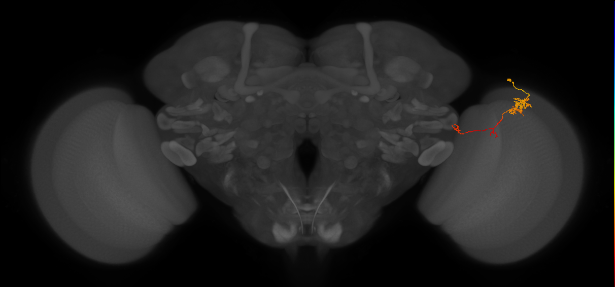 TmY10_R (JRC_OpticLobe:96491)