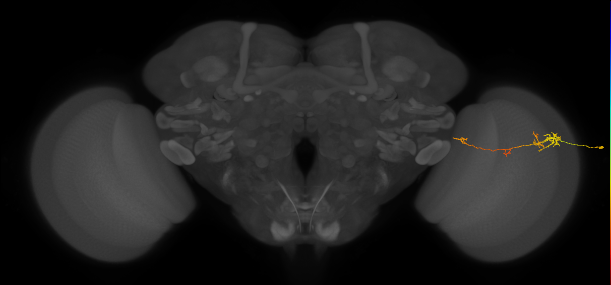 TmY10_R (JRC_OpticLobe:126741)