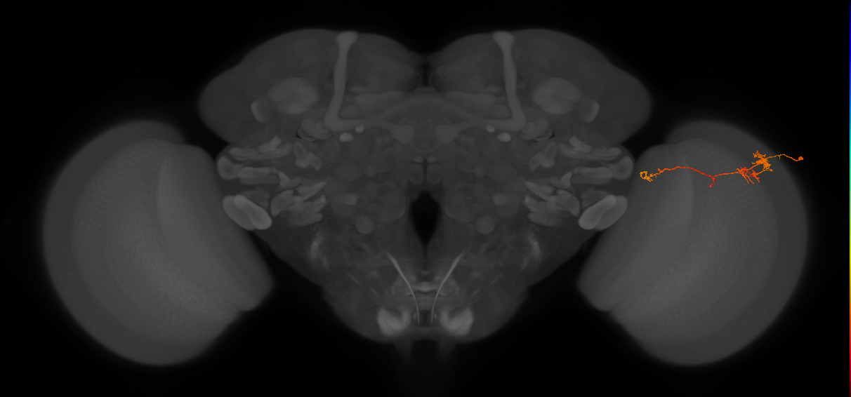 TmY10_R (JRC_OpticLobe:94148)