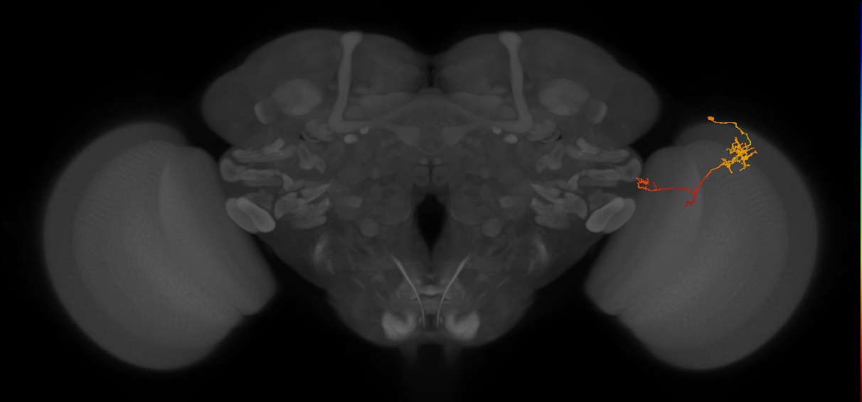 TmY10_R (JRC_OpticLobe:90082)