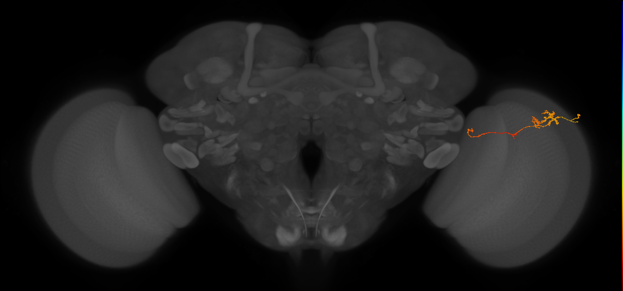 TmY10_R (JRC_OpticLobe:98743)