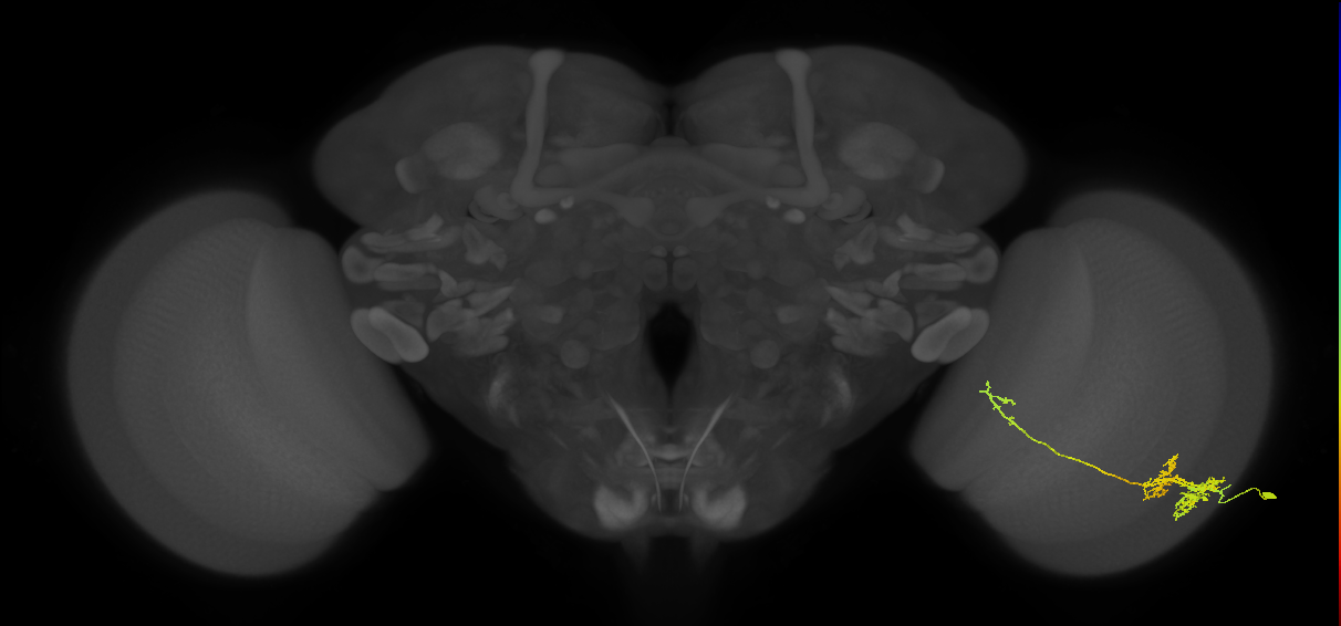 TmY10_R (JRC_OpticLobe:38820)