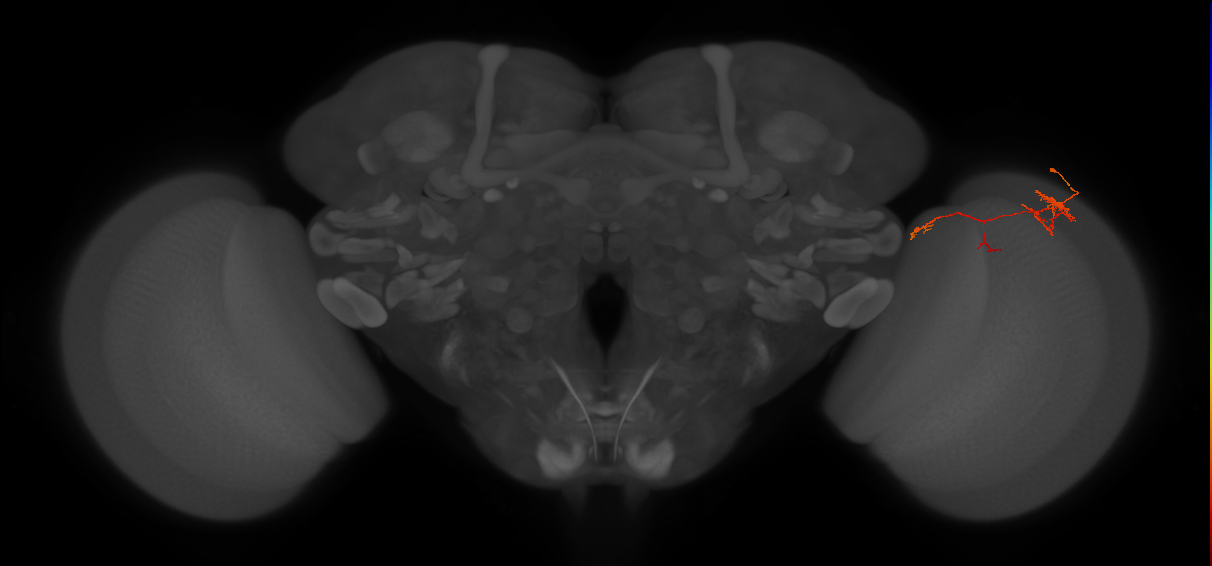 TmY10_R (JRC_OpticLobe:109852)