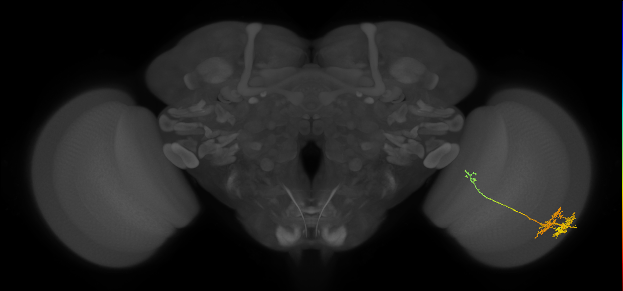 TmY10_R (JRC_OpticLobe:40808)