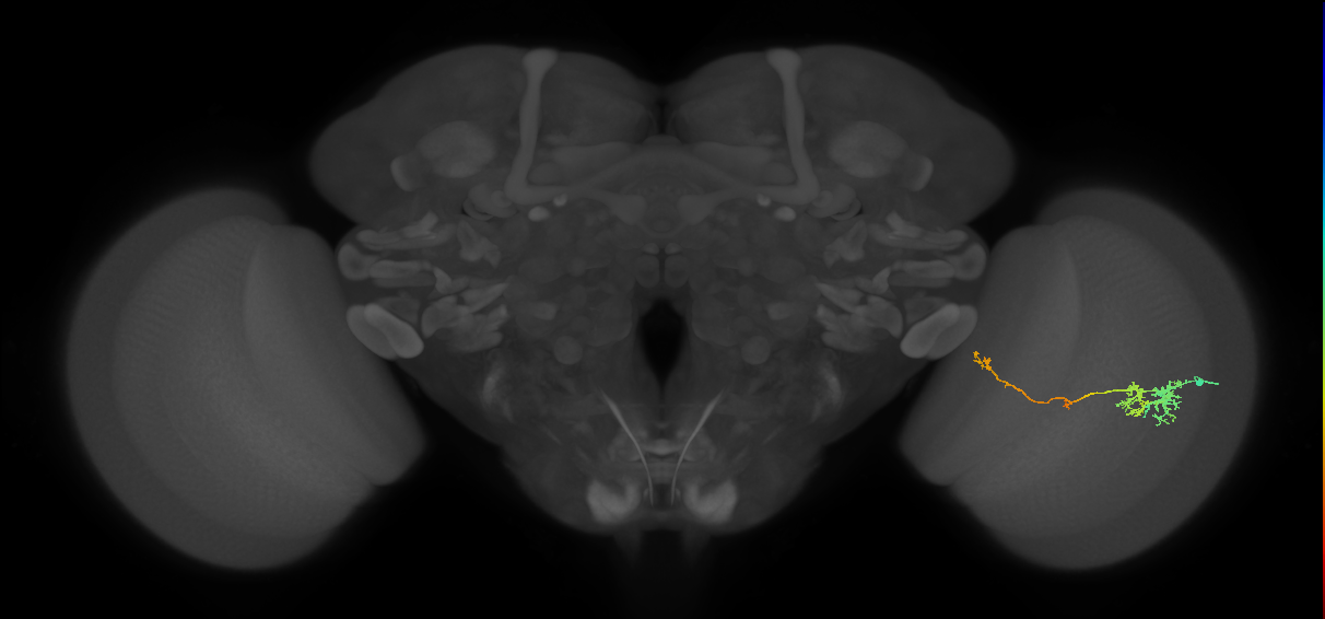 TmY10_R (JRC_OpticLobe:62289)