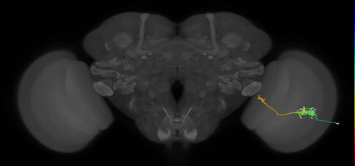 TmY10_R (JRC_OpticLobe:47791)