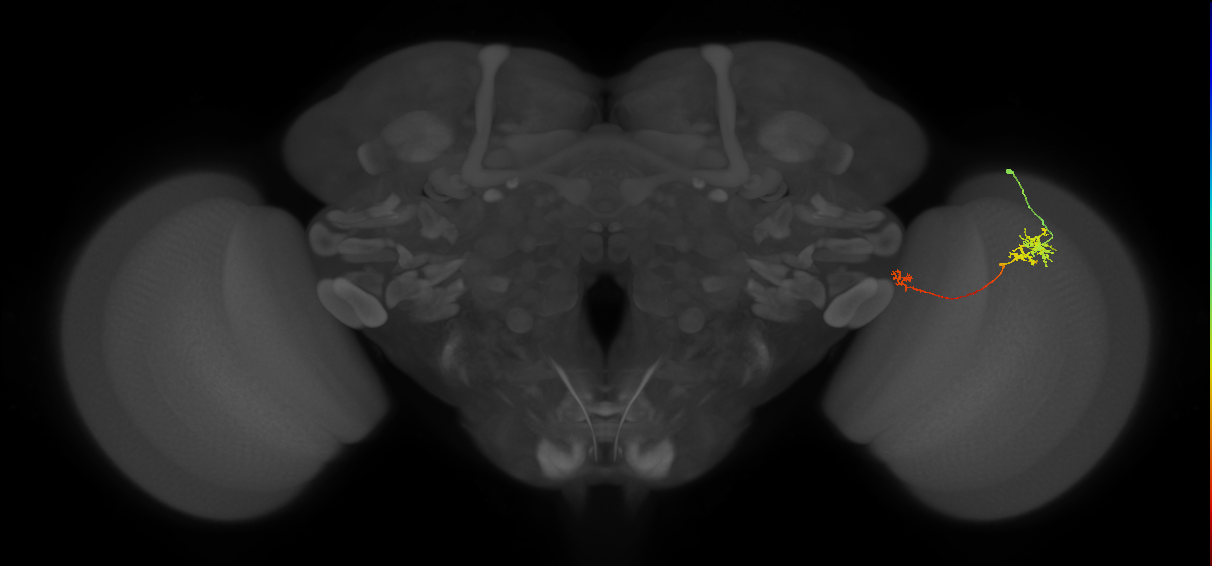 TmY10_R (JRC_OpticLobe:102655)