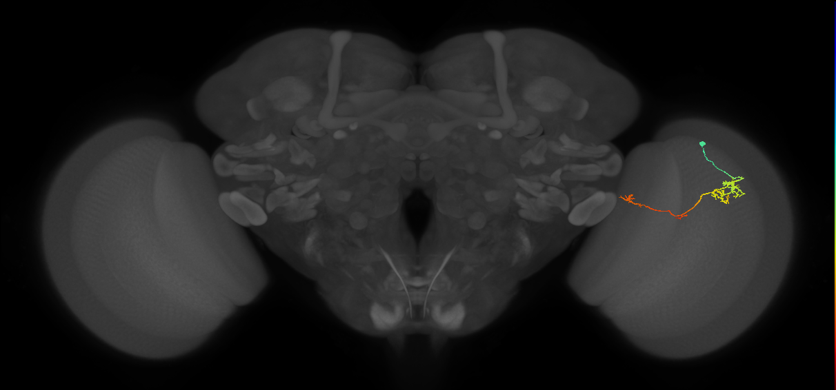 TmY10_R (JRC_OpticLobe:90232)