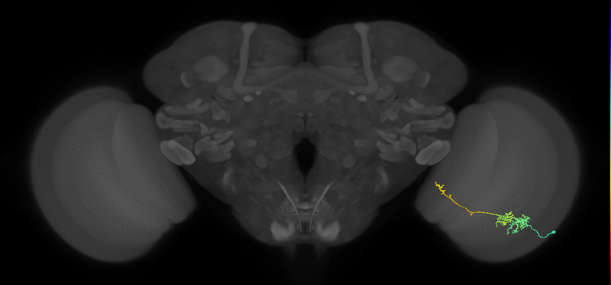 TmY10_R (JRC_OpticLobe:541831)