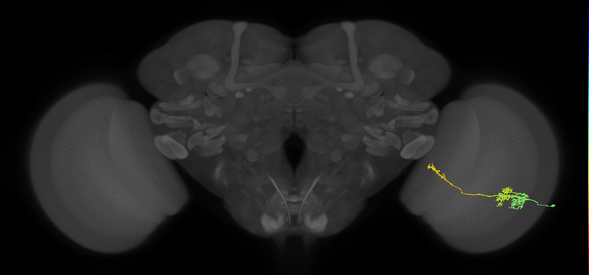 TmY10_R (JRC_OpticLobe:41106)