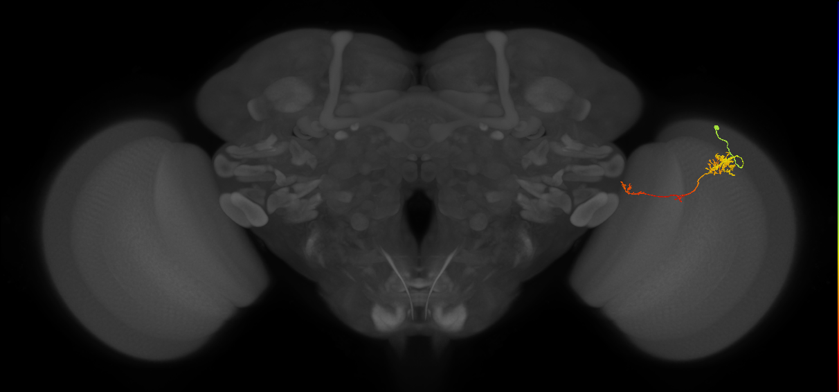 TmY10_R (JRC_OpticLobe:89382)