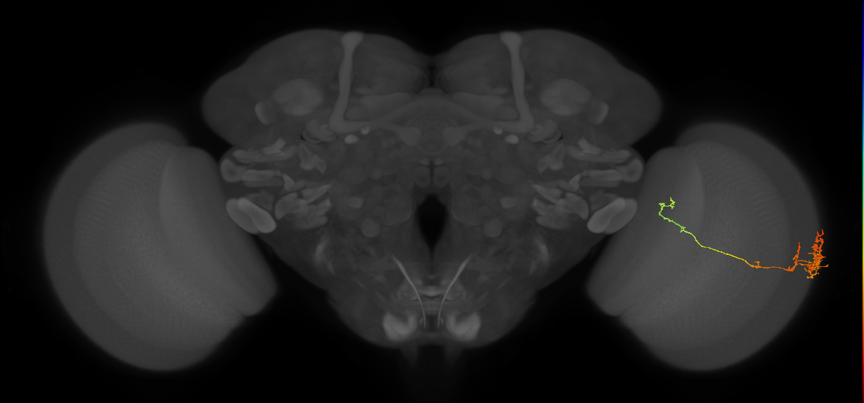 TmY10_R (JRC_OpticLobe:78545)