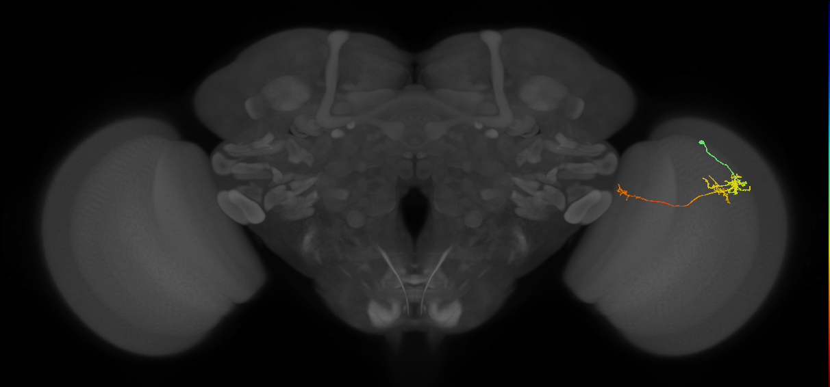 TmY10_R (JRC_OpticLobe:135245)