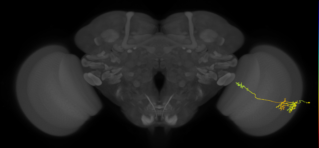 TmY10_R (JRC_OpticLobe:53499)