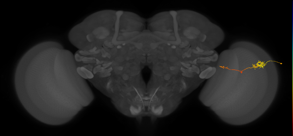 TmY10_R (JRC_OpticLobe:145954)