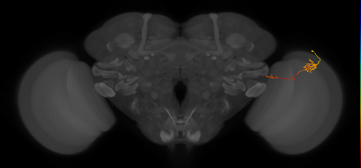 TmY10_R (JRC_OpticLobe:90518)