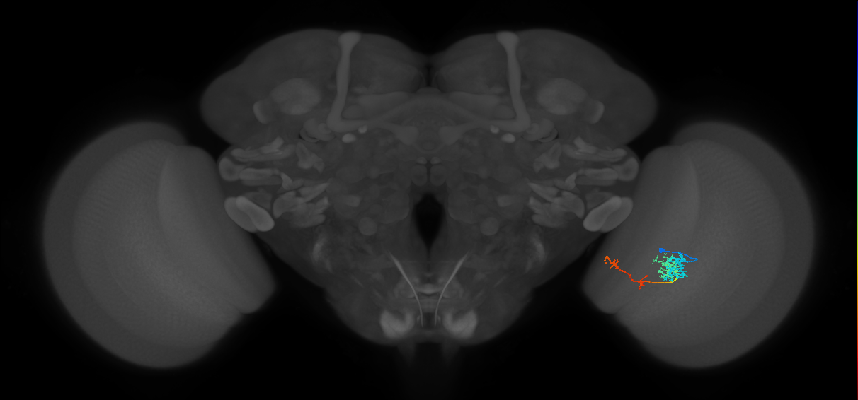 TmY13_R (JRC_OpticLobe:58617)
