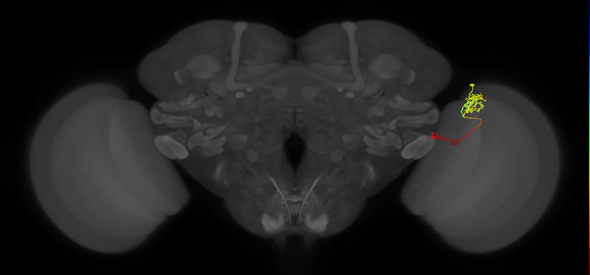 TmY13_R (JRC_OpticLobe:74865)