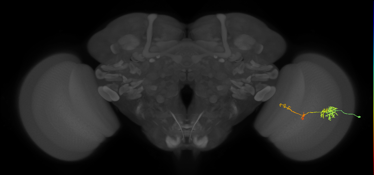 TmY13_R (JRC_OpticLobe:54991)