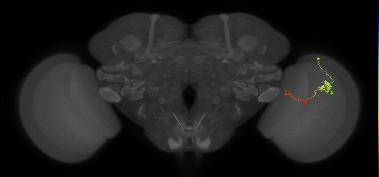 TmY13_R (JRC_OpticLobe:96089)