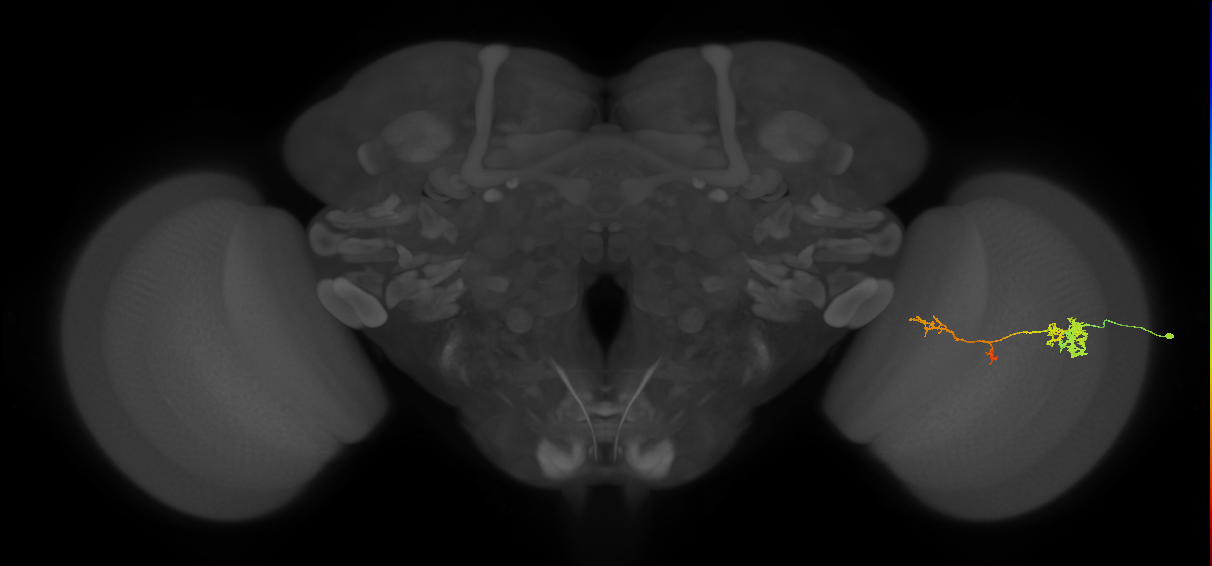 TmY13_R (JRC_OpticLobe:85677)