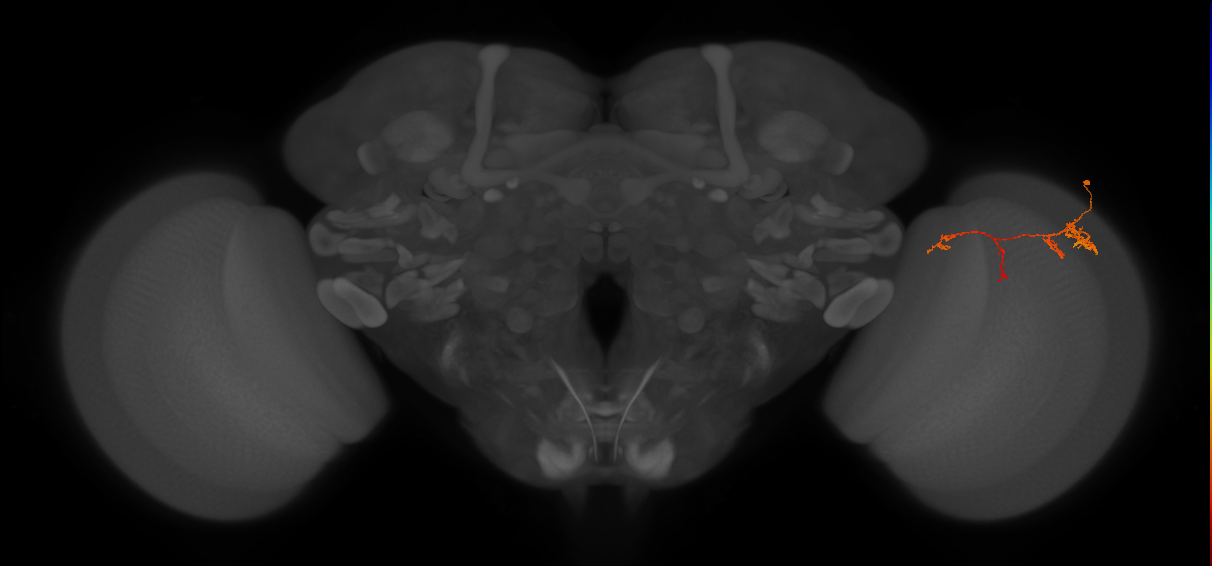 TmY13_R (JRC_OpticLobe:77842)