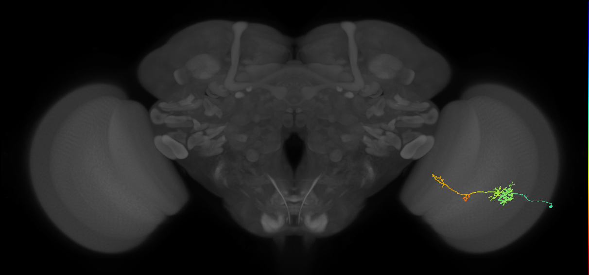 TmY13_R (JRC_OpticLobe:554756)